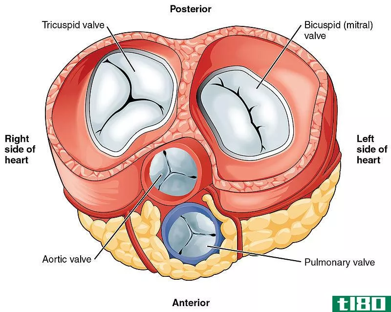 二尖瓣(mitral valve)和主动脉瓣(aortic valve)的区别