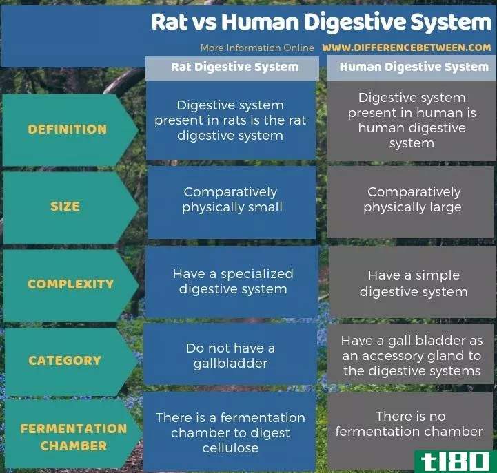 老鼠(rat)和人体消化系统(human digestive system)的区别