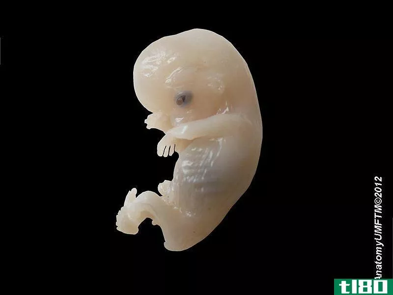 胚泡(blastocyst)和胚胎(embryo)的区别