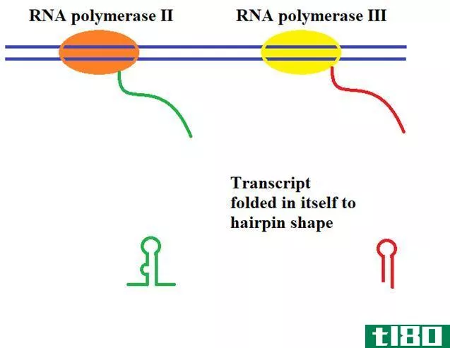 转录(transcriptional)和转录后基因沉默(posttranscriptional gene silencing)的区别