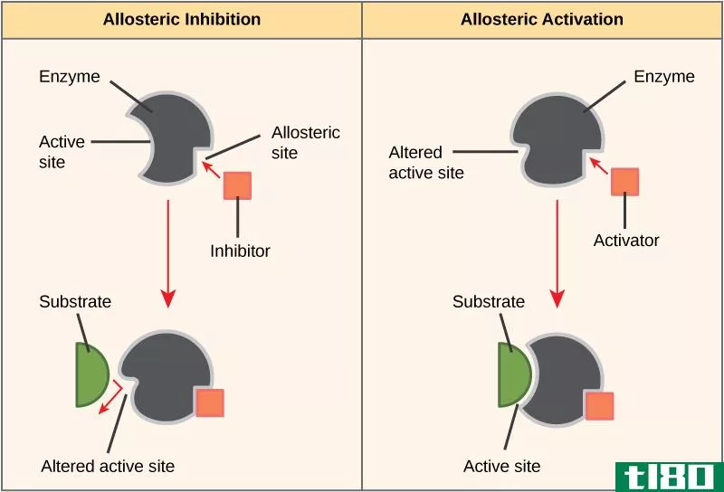 酶激活剂(enzyme activator)和酶抑制剂(enzyme inhibitor)的区别