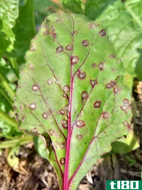 炭疽病(anthracnose)和褐斑病(cercospora leaf spot)的区别