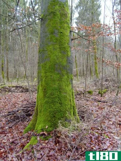 茎(stem)和树干(trunk)的区别