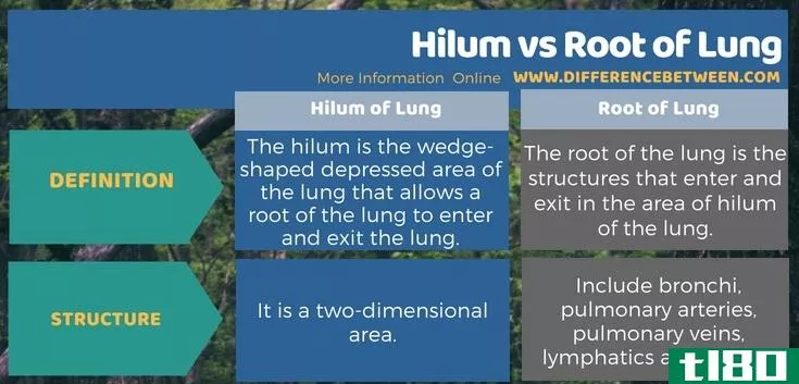 门(hilum)和肺根(root of lung)的区别