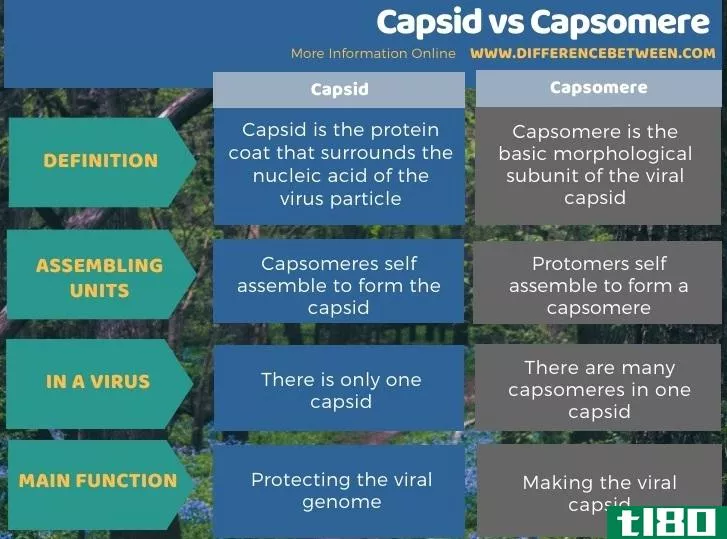 衣壳(capsid)和帽状体(capsomere)的区别