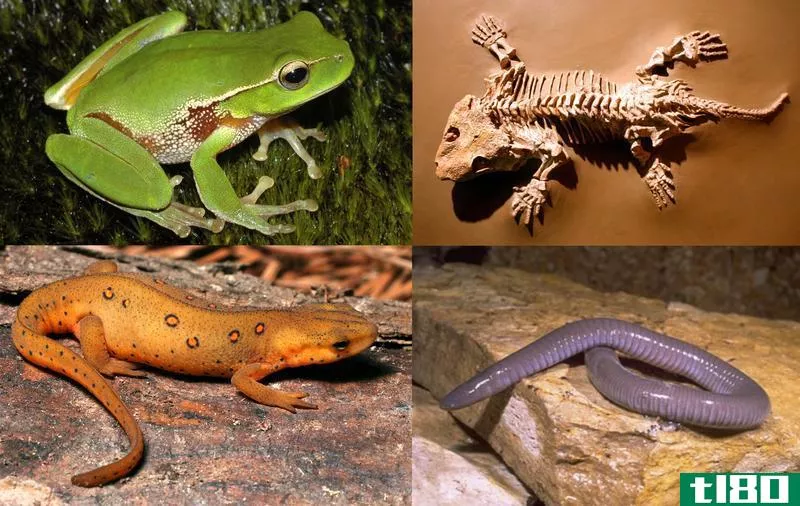 爬行动物(reptile)和两栖动物(amphibian)的区别