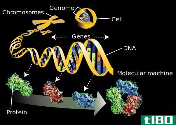基因组学(genomics)和蛋白质组学(proteomics)的区别