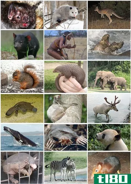 哺乳动物(mammal)和有袋动物(marsupial)的区别