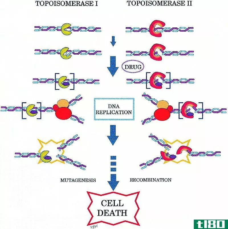 解旋酶(helicase)和拓扑异构酶(topoisomerase)的区别