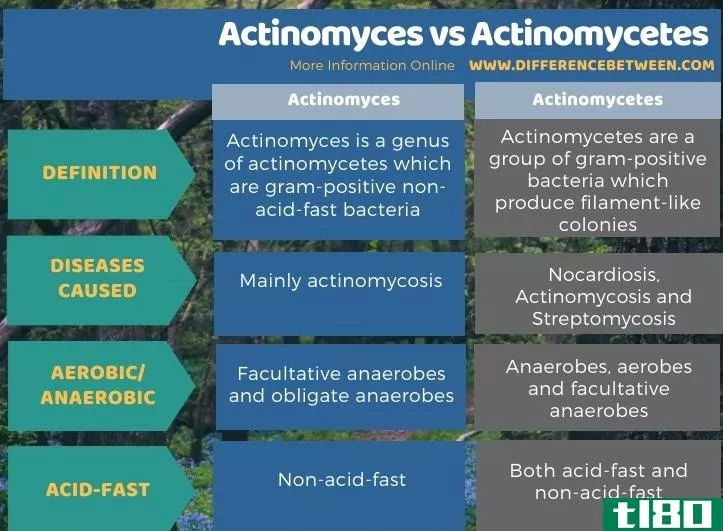 放线菌(actinomyces)和放线菌(actinomycetes)的区别