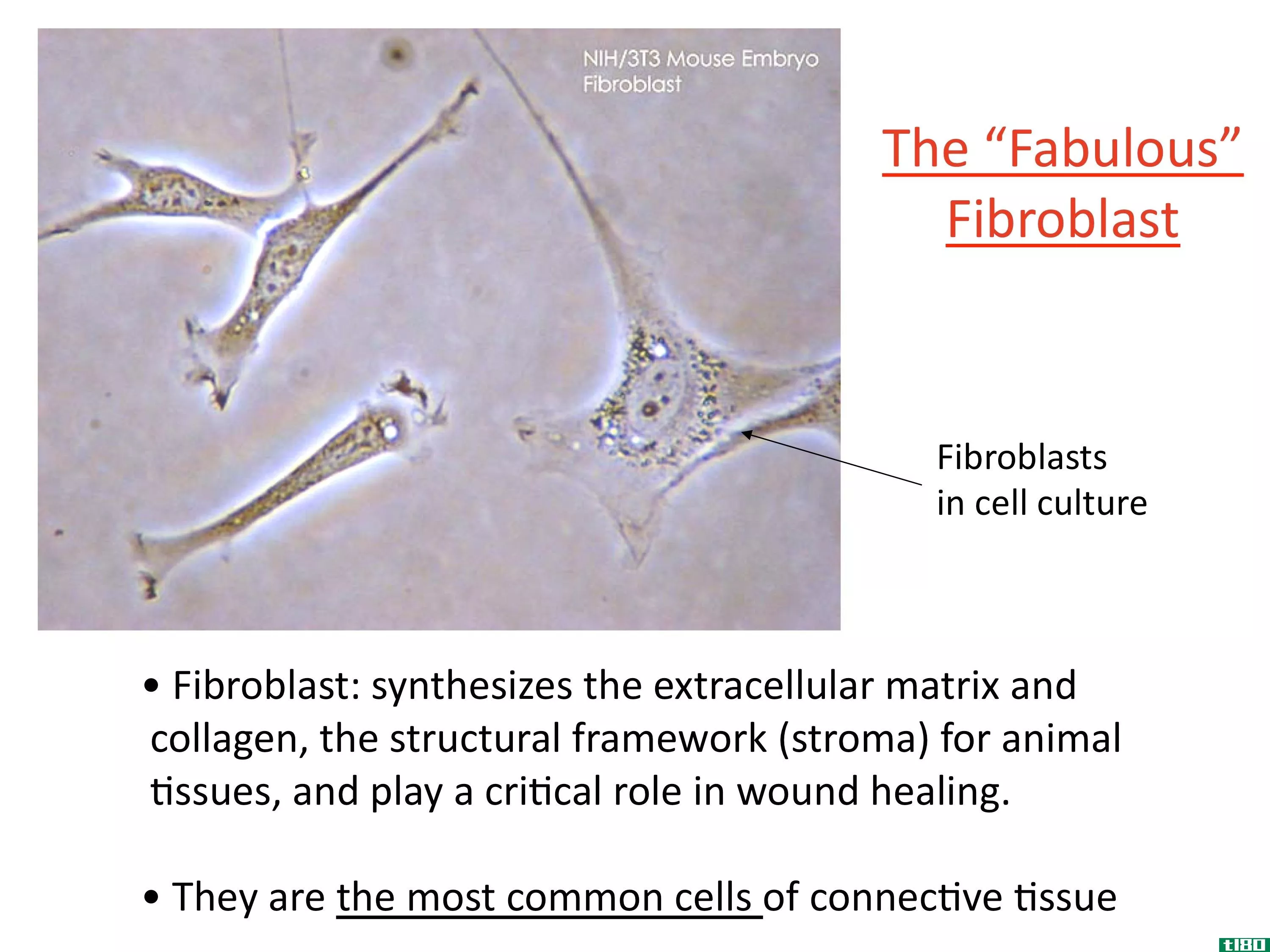 成纤维细胞(fibroblast)和纤维细胞(fibrocyte)的区别