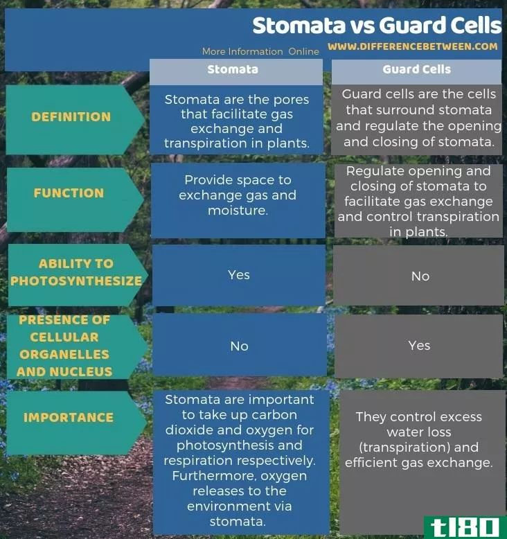 气孔(stomata)和防护室(guard cells)的区别