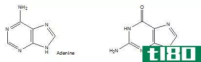 嘌呤(purine)和嘧啶(pyrimidine)的区别