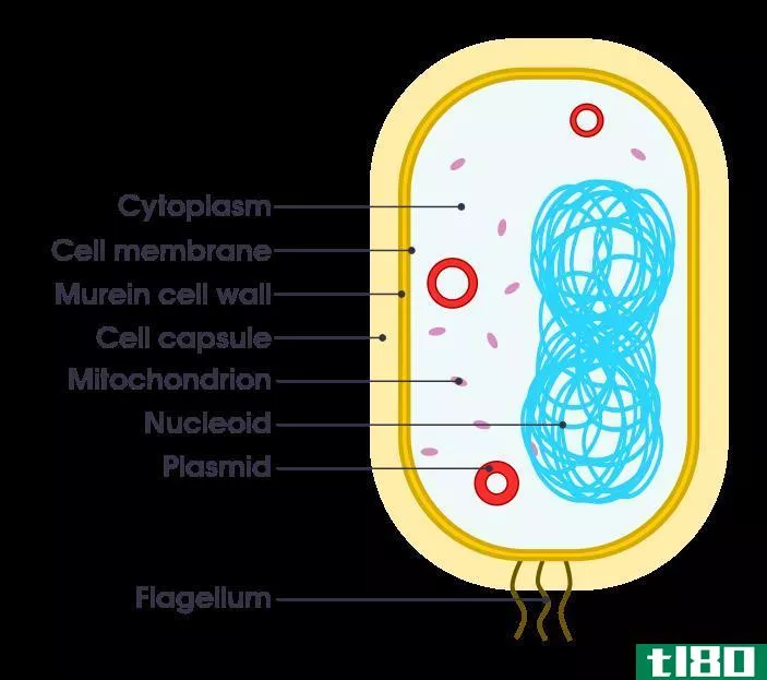 孢子(spore)和营养细胞(vegetative cell)的区别