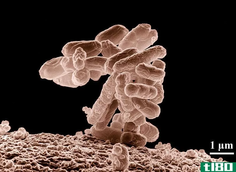 大肠菌群(coliform)和粪大肠菌群(fecal coliform)的区别