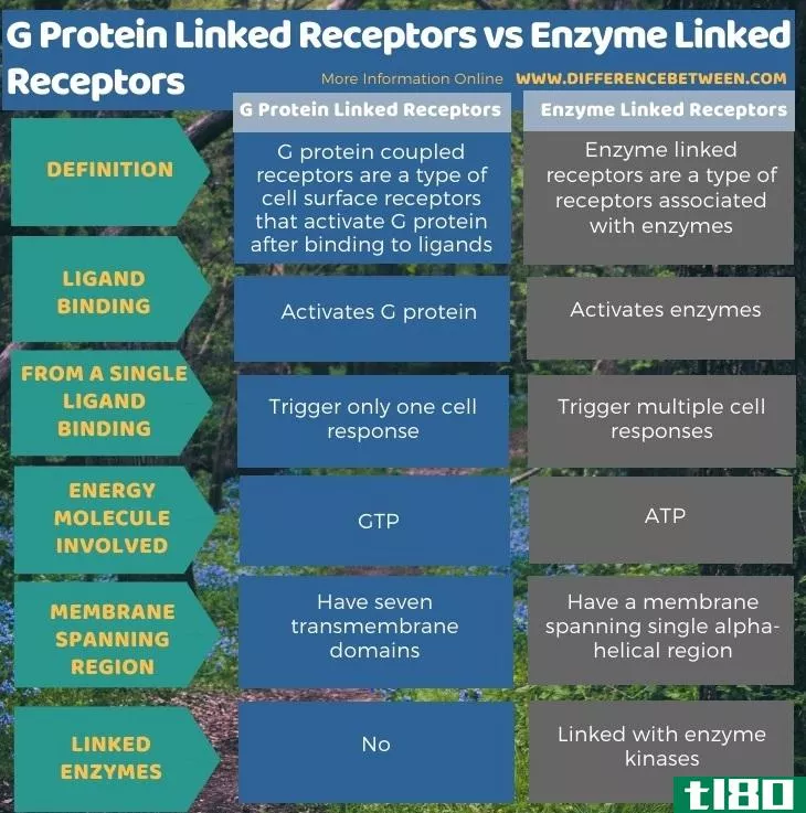 g蛋白连接受体(g protein linked receptors)和酶联受体(enzyme linked receptors)的区别