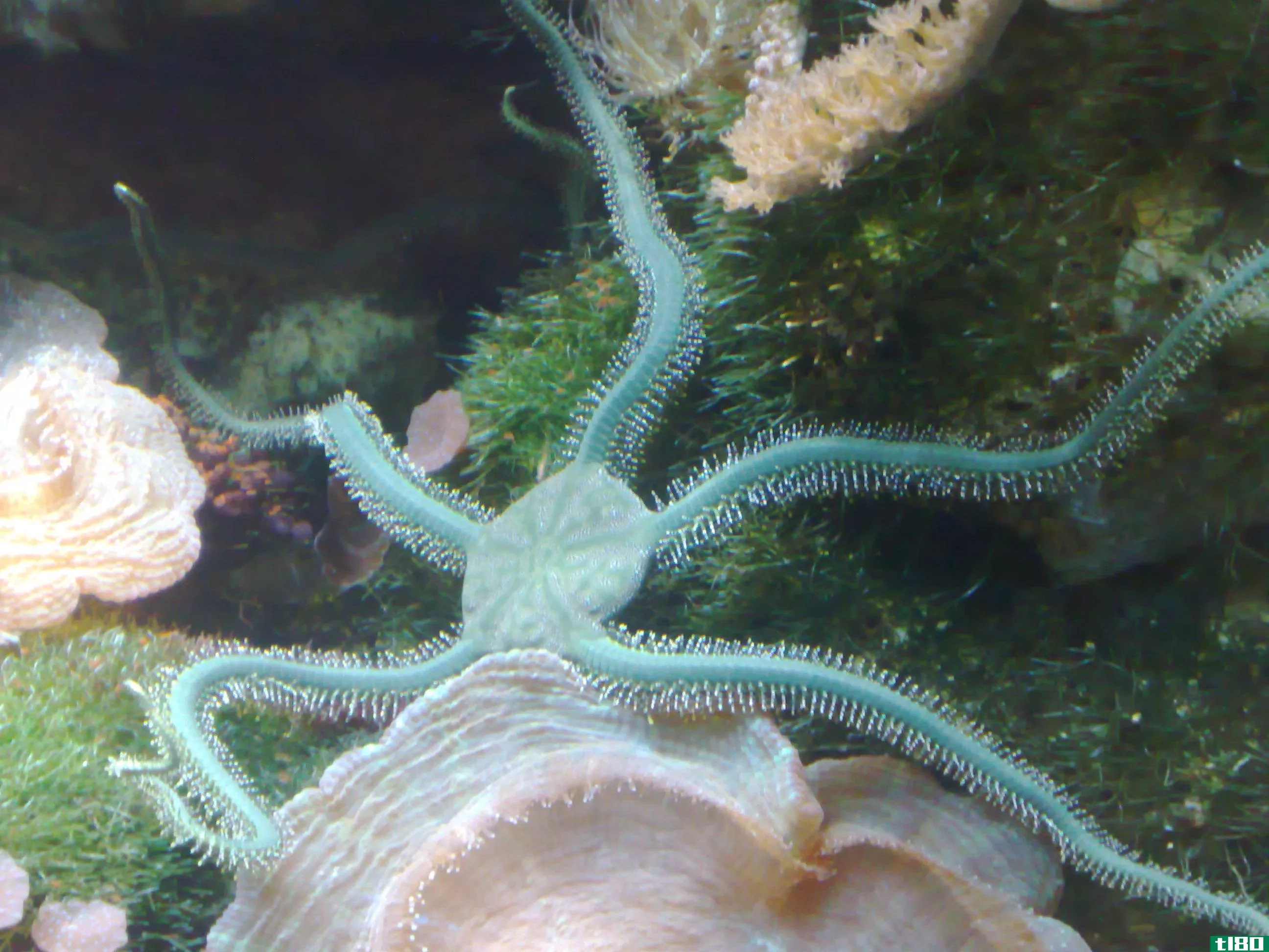 海星(starfish)和脆星(brittle star)的区别