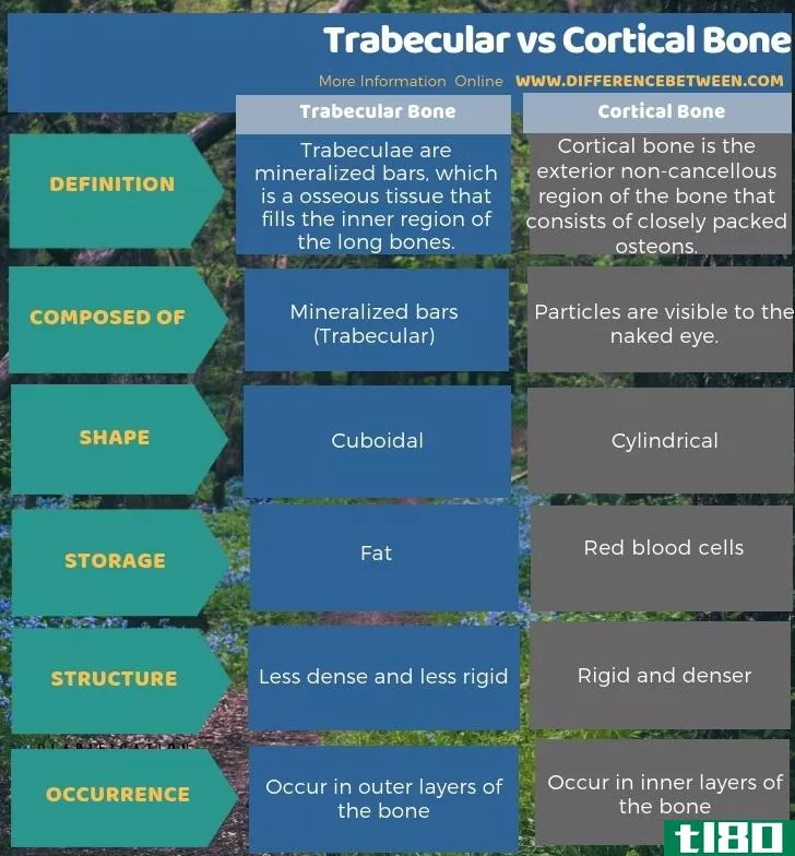 小梁(trabecular)和皮质骨(cortical bone)的区别