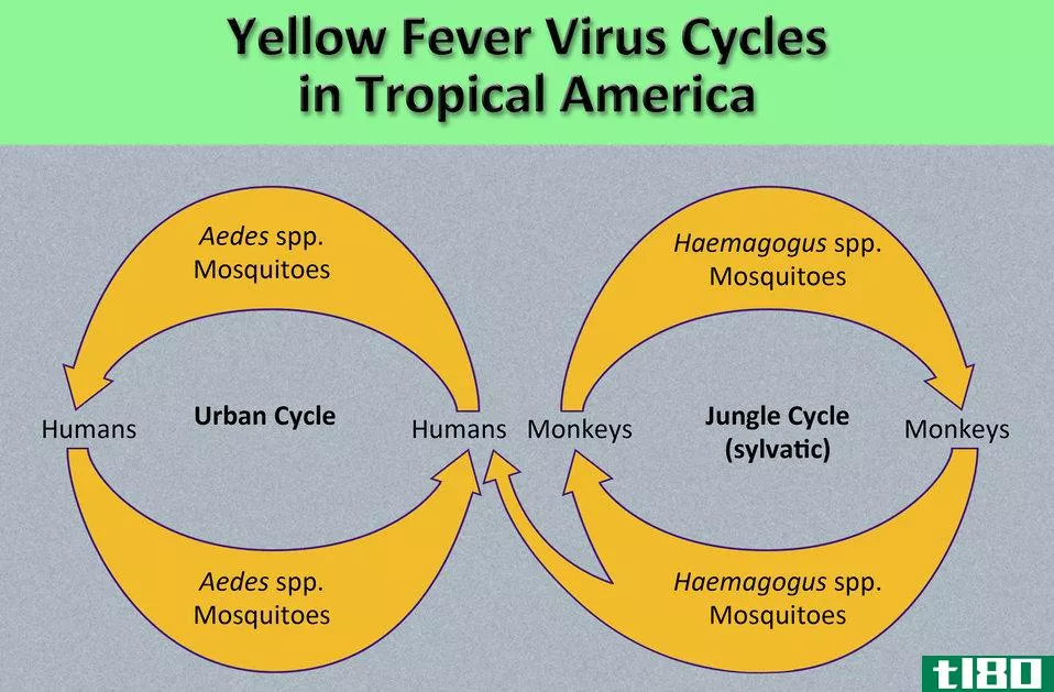 黄热病(yellow fever)和黄疸(jaundice)的区别