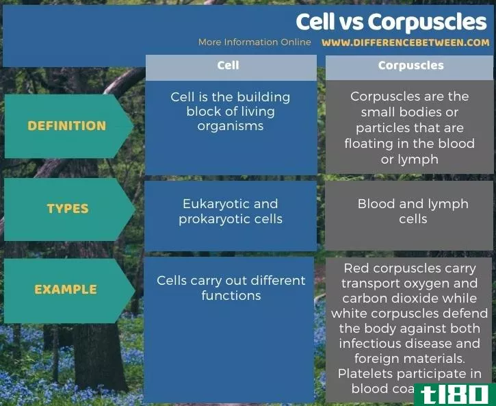 细胞(cell)和小体(corpuscles)的区别