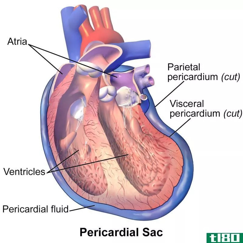 内脏的(visceral)和壁心包(parietal pericardium)的区别
