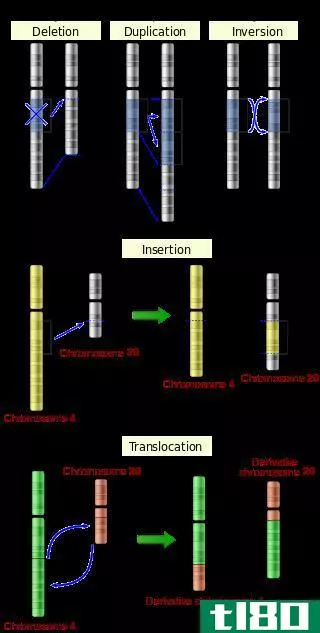 dna序列突变(dna sequence mutati***)和表观遗传修饰(epigenetic modificati***)的区别