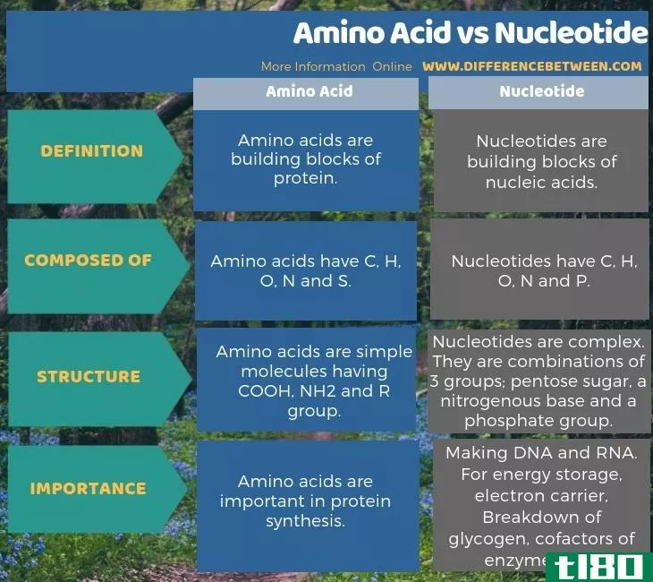 氨基酸(amino acid)和核苷酸(nucleotide)的区别