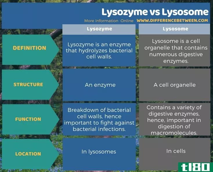 溶菌酶(lysozyme)和溶酶体(lysosome)的区别