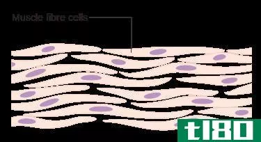 肌肉细胞(muscle cells)和神经细胞(nerve cells)的区别