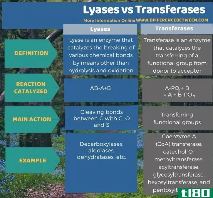 裂合酶(lyases)和转移酶(transferases)的区别