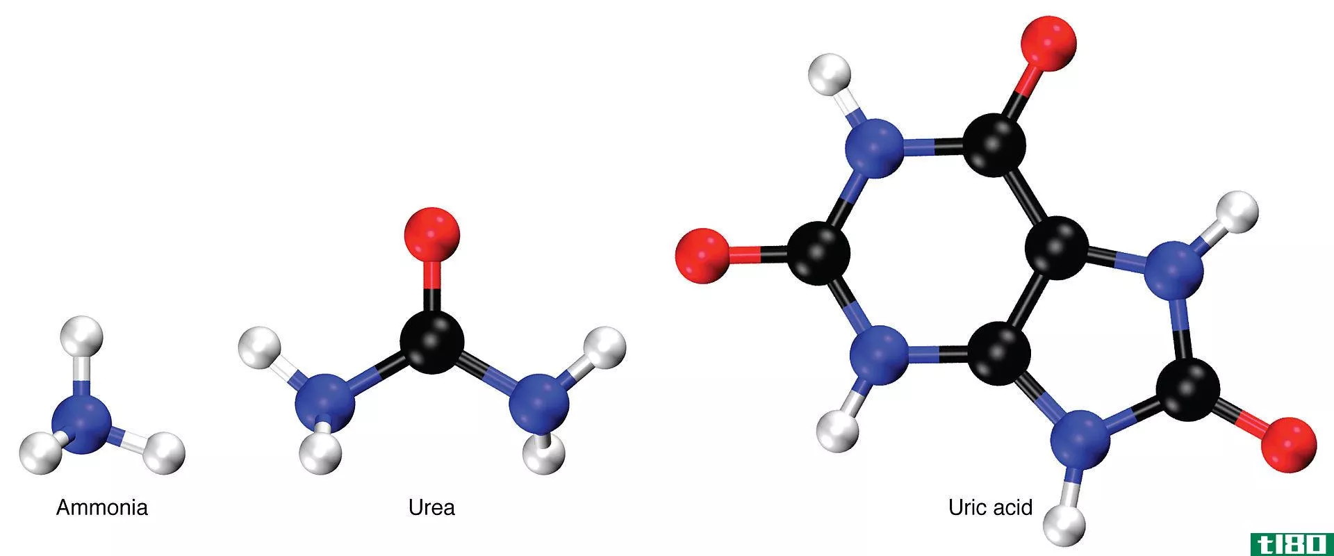 血尿素氮(blood urea nitrogen)和血尿素(blood urea)的区别