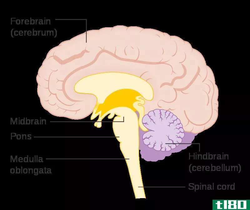 前脑中脑(forebrain midbrain)和后脑(hindbrain)的区别