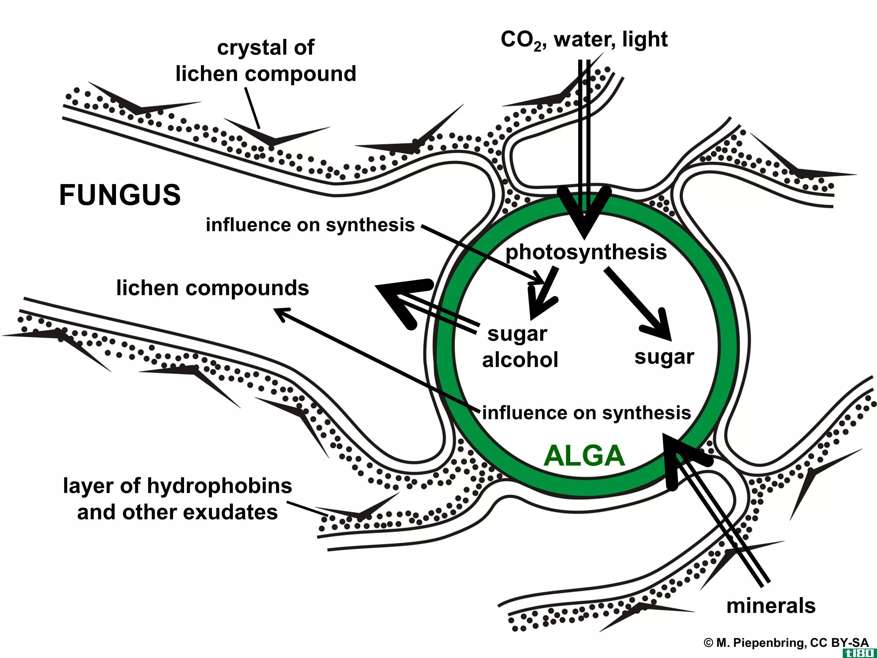 光生物(photobiont)和微生物(mycobiont)的区别