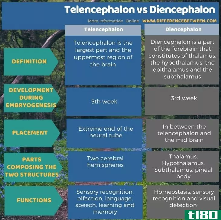 脑远端(telencephalon)和间脑(diencephalon)的区别