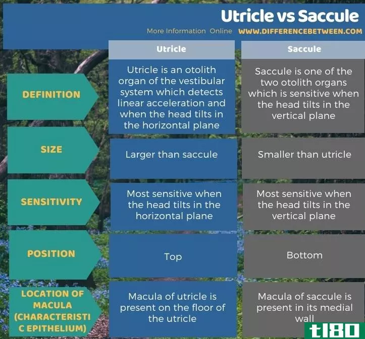 胞囊(utricle)和球囊(saccule)的区别