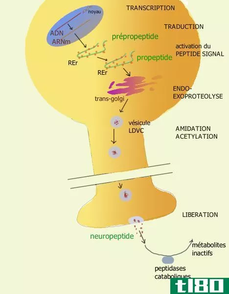 神经肽类(neuropeptides)和神经递质(neurotran**itters)的区别