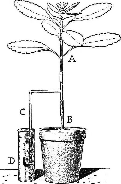 根部压力(root pressure)和蒸腾拉力(transpiration pull)的区别