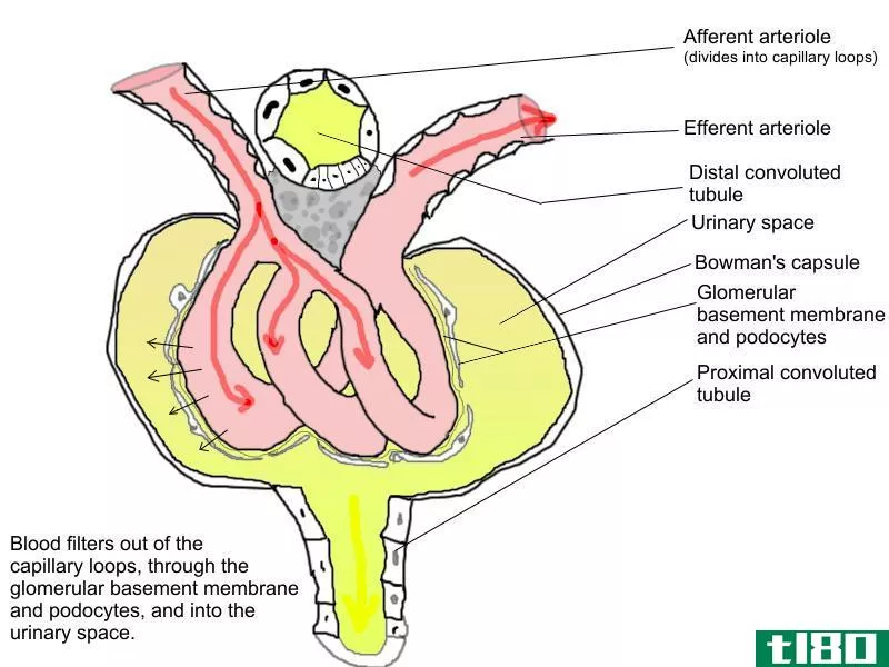 传入的(afferent)和出球小动脉(efferent arterioles)的区别