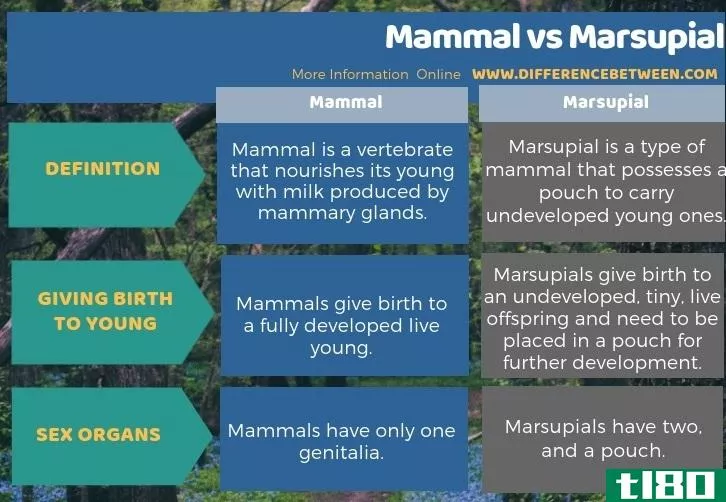 哺乳动物(mammal)和有袋动物(marsupial)的区别