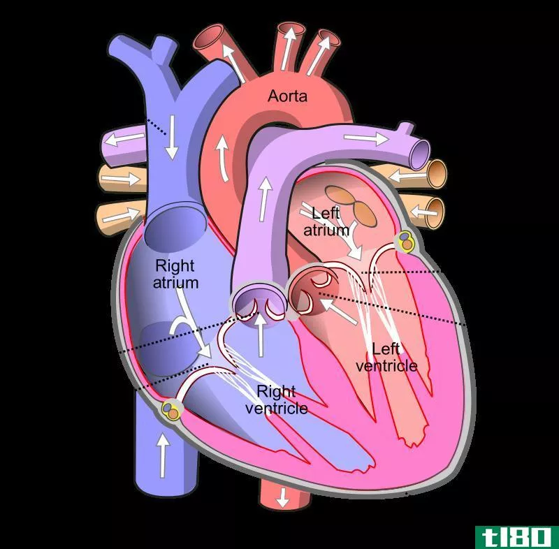 主动脉(aorta)和肺动脉(pulmonary artery)的区别