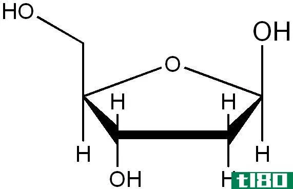 核糖核酸(a ribonucleotide)和脱氧核糖核酸(a deoxyribonucleotide)的区别