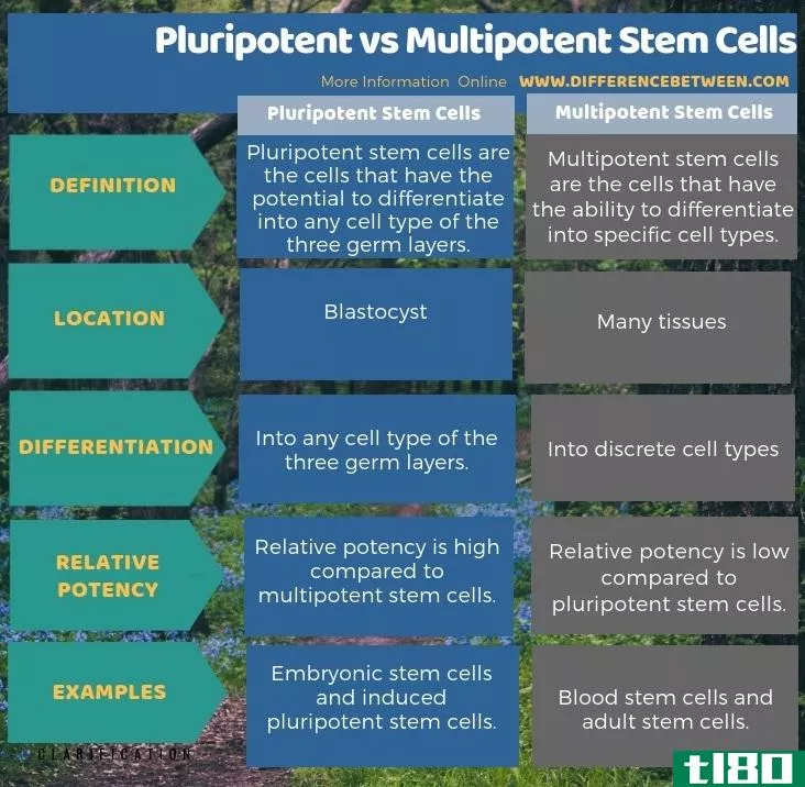 多能性(pluripotent)和多能干细胞(multipotent stem cells)的区别