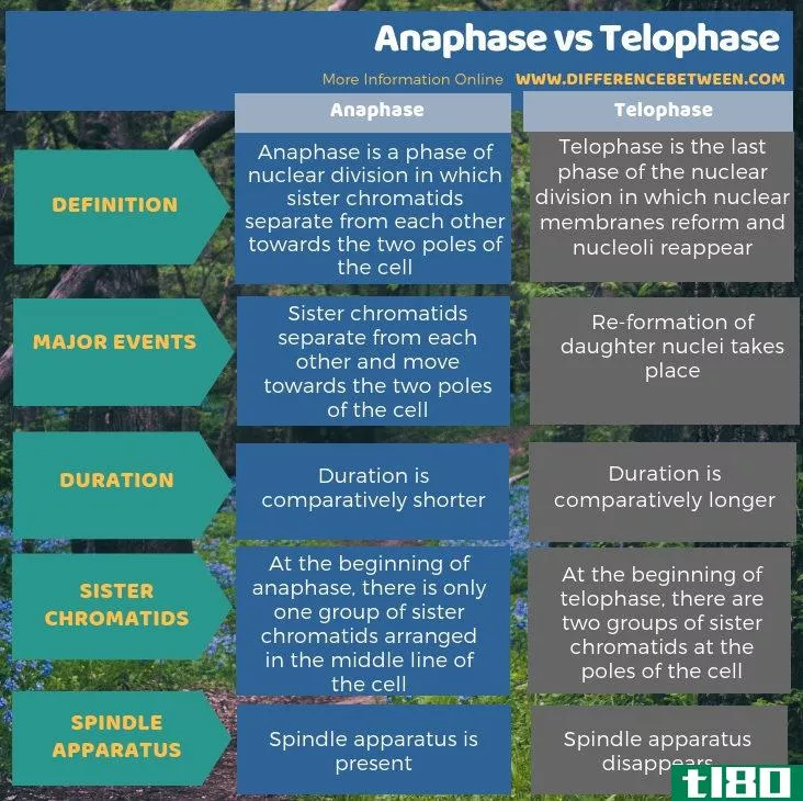 后期(anaphase)和末期(telophase)的区别