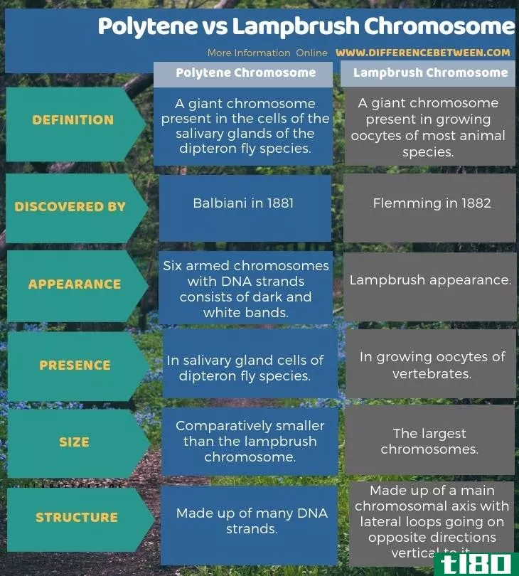 聚四氟乙烯(polytene)和灯丛染色体(lampbrush chromosome)的区别