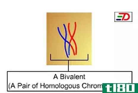 二价(bivalent)和联会复合体(synaptonemal complex)的区别