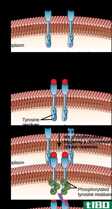 g蛋白连接受体(g protein linked receptors)和酶联受体(enzyme linked receptors)的区别