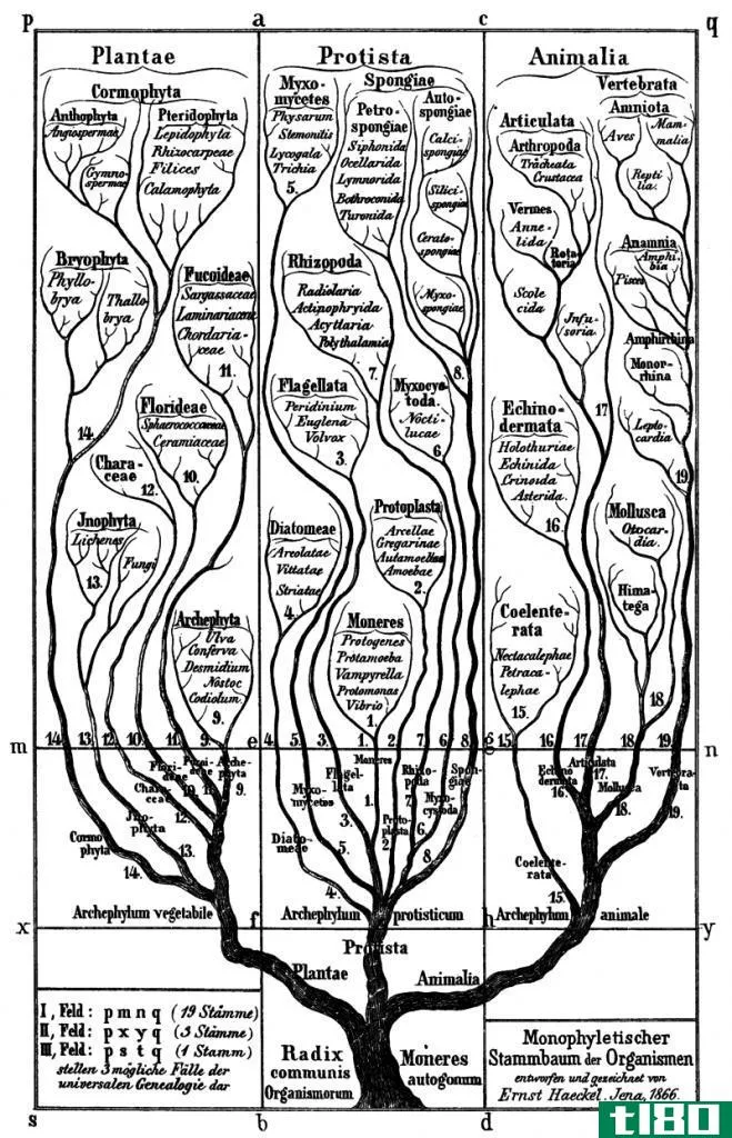 个体发育(ontogeny)和系统发育(phylogeny)的区别