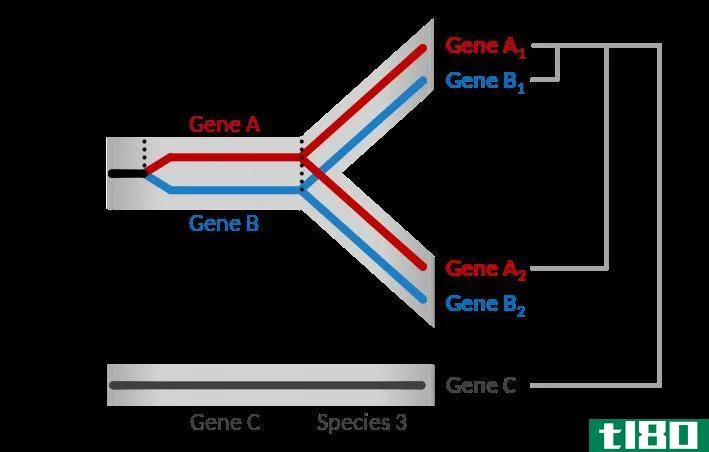 直系同源(orthologous)和旁基因(paralogous genes)的区别
