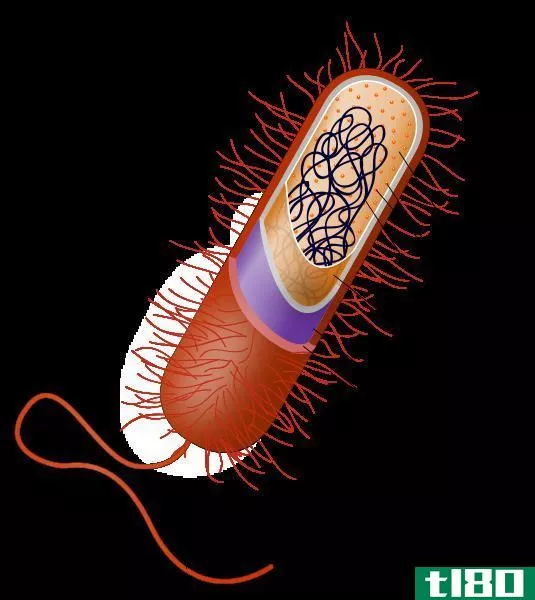 菌毛(pili)和鞭毛(flagella)的区别