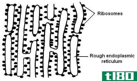 自由的(free)和附着核糖体(attached ribosomes)的区别
